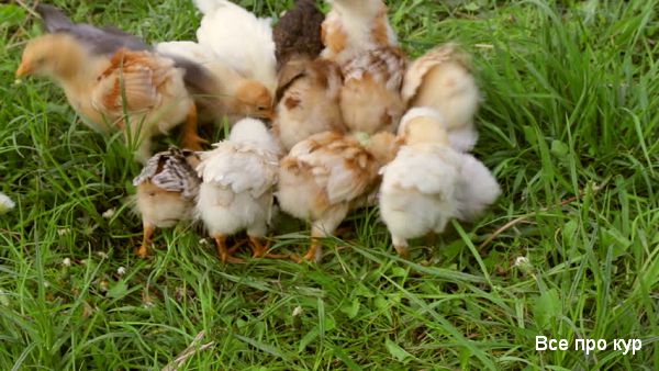 Болезни цыплят в возрасте от 1 до 60 дней, симптомы и лечение. 