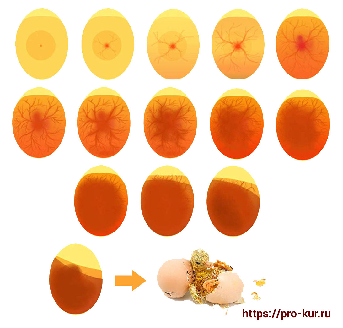 Развитие цыпленка в яйце