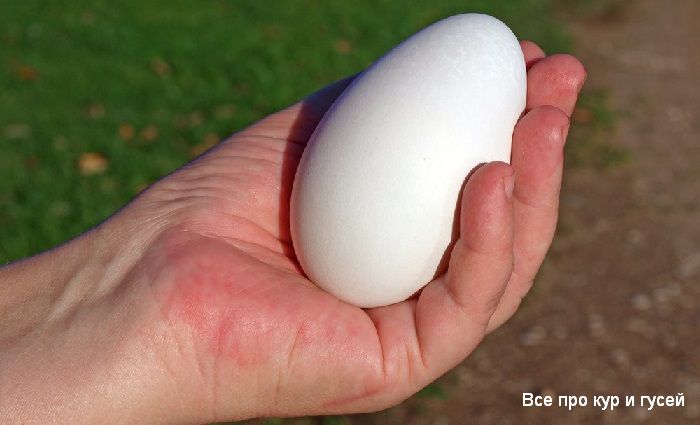 Сколько гуси несут яиц в год зависит от породы. 