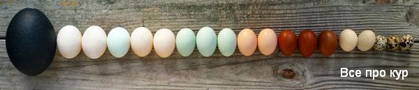 Яйца, которые стоит попробовать - фото, калорийность, состав. 