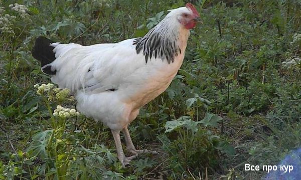 Адлерская серебристая курица. 