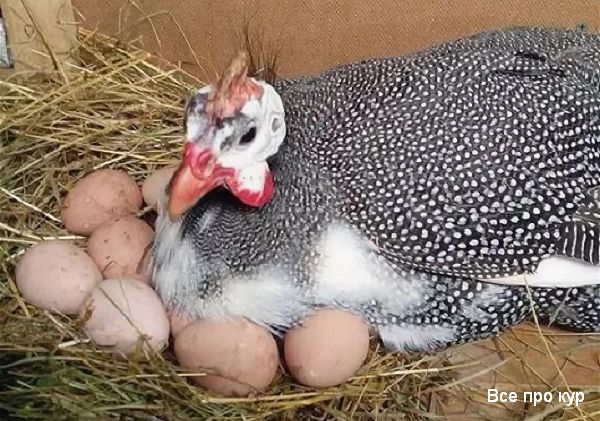 Цесарка в гнезде с яйцами. 