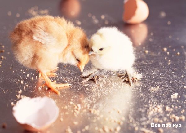Инкубация куриных яиц дома - ТОП-10 советов новичкам. 