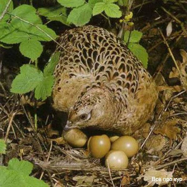 Фазаниха на яйцах в гнезде. 