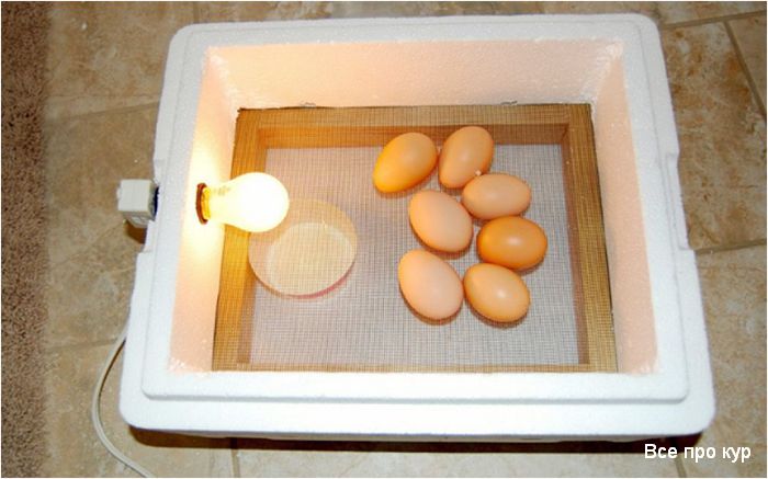 Как вывести цыплят в домашнем инкубаторе? 