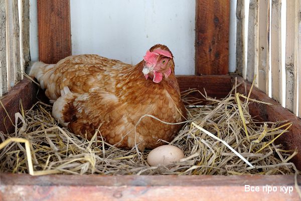 Сегодня в нашем материале характеристики лучших пород куриц с фото, несущих яйца. 