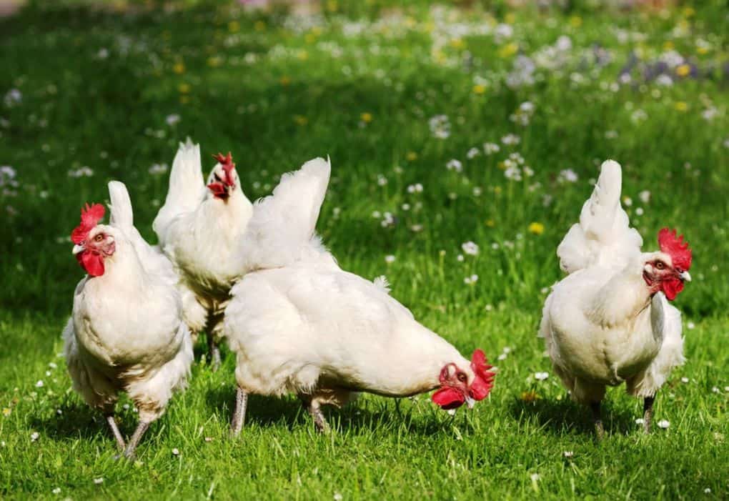 Характеристики лучших пород куриц, несущих яйца - белые несушки хайсекс. 