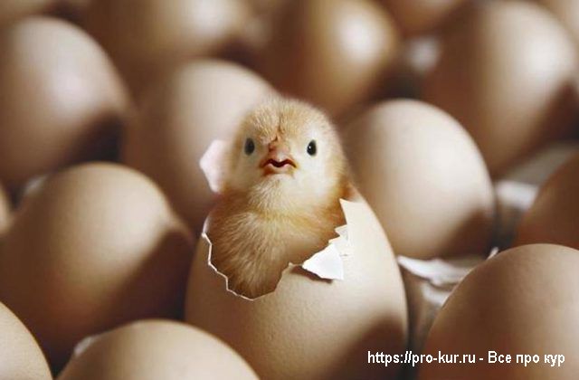 Где купить и как правильно выбирать инкубационное яйцо и птицу? 