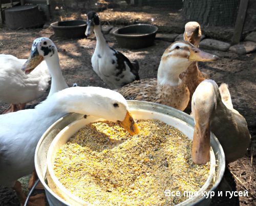 Чем кормить гусей в домашних условиях? 