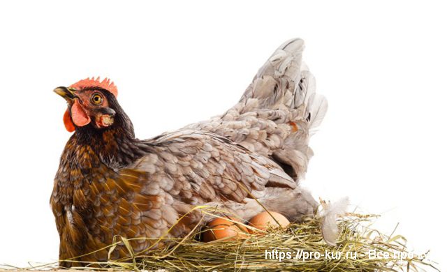 Выведение цыплят курицей наседкой в домашних условиях. 