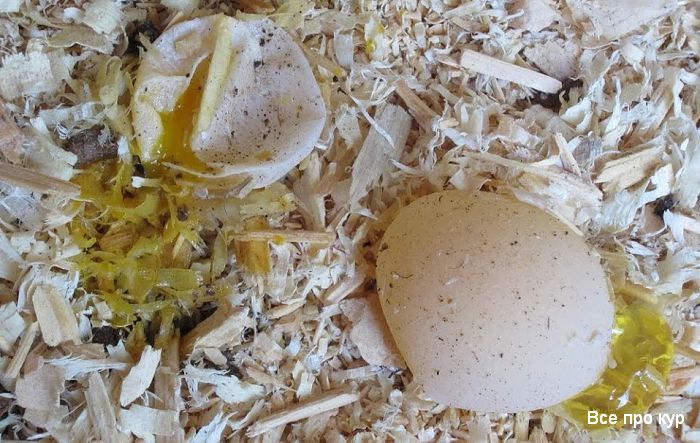 Почему куры несут яйца с мягкой скорлупой? 