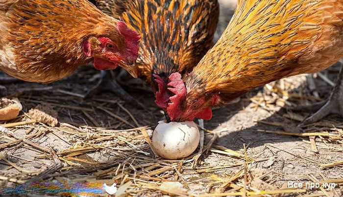 Расклев и поедание курами яиц: признаки, причины и способы борьбы с проблемой. 