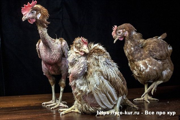 Fotografie děsivých kuřat.