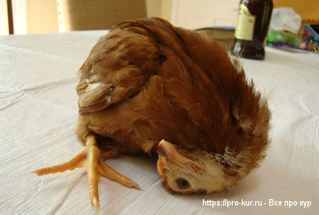 Кривошея у цыпленка лечение. 