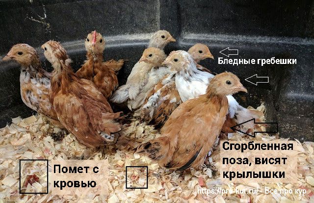 Лечение кокцидиоза у цыплят и молодняка птиц. 