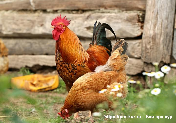 Почему дохнут цыплята и куры – что это за болезнь и что делать? 