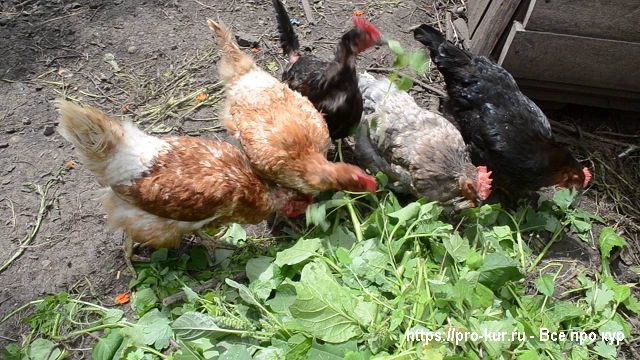 Сорняки для кур несушек и цыплят, бройлеров и молодок. 