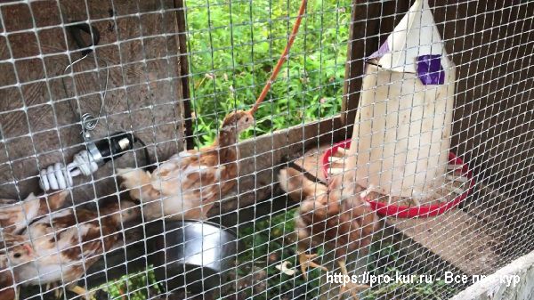 Как подселить новых цыплят в стадо без драмы? 