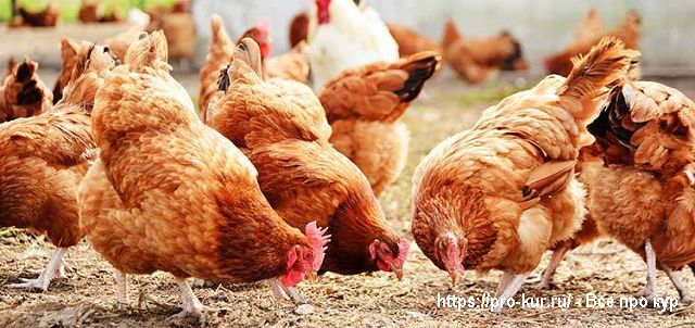 Куры несушки. 