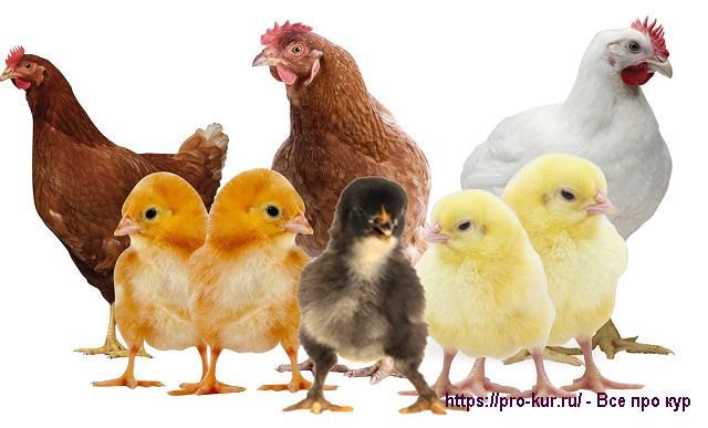 Куры и цыплята - несушки и бройлеры. 
