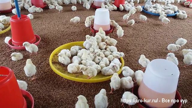 Как организовать домашнюю птицеферму? 