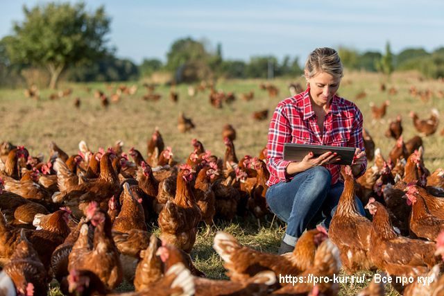 Как организовать домашнюю птицеферму? 