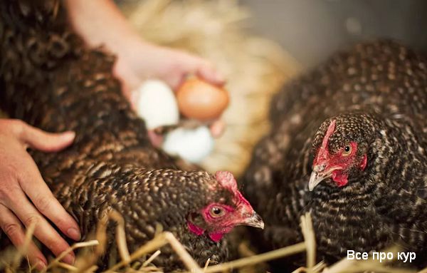 7 самых важных причин, почему курицы перестают нести яйца. 