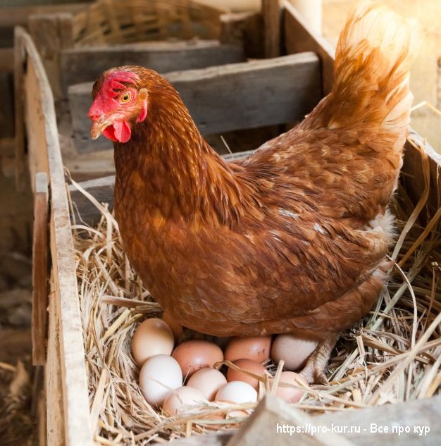 Как ухаживать за наседкой, которая сидит на яйцах? 