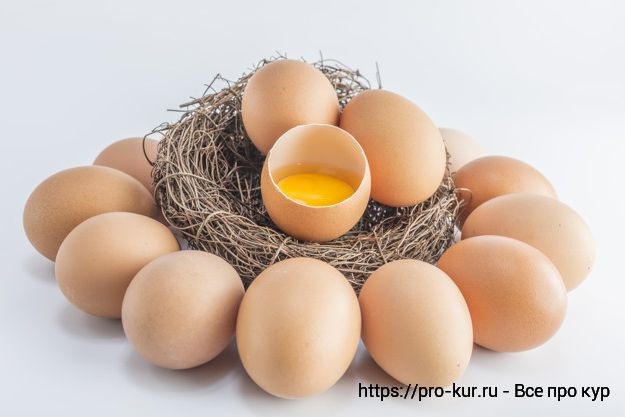 Какие яйца можно считать органическими? 