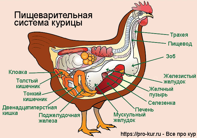 Пищеварительная система курицы схема. 
