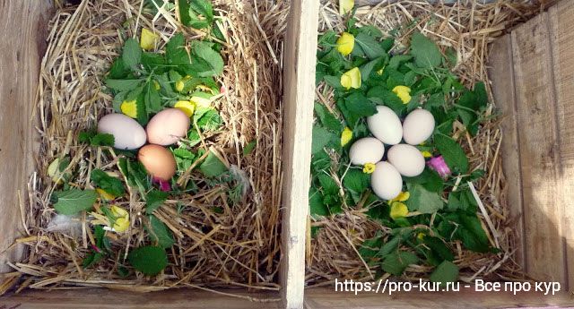 Гнезда с яйцами. 