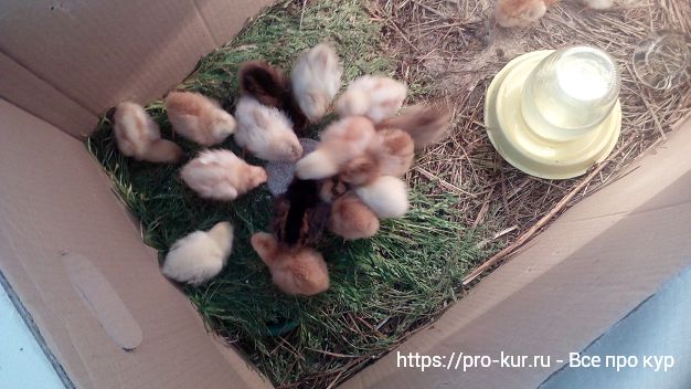 Выращивание цыплят в домашних условиях для начинающих. 
