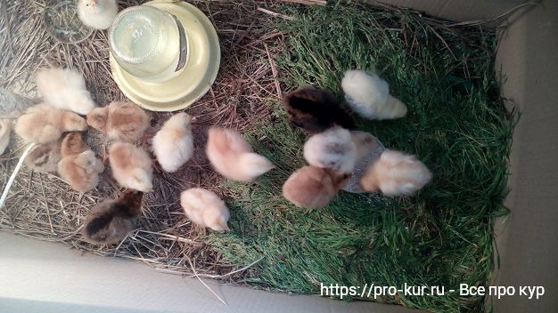Выращивание цыплят в домашних условиях с первого дня жизни. 