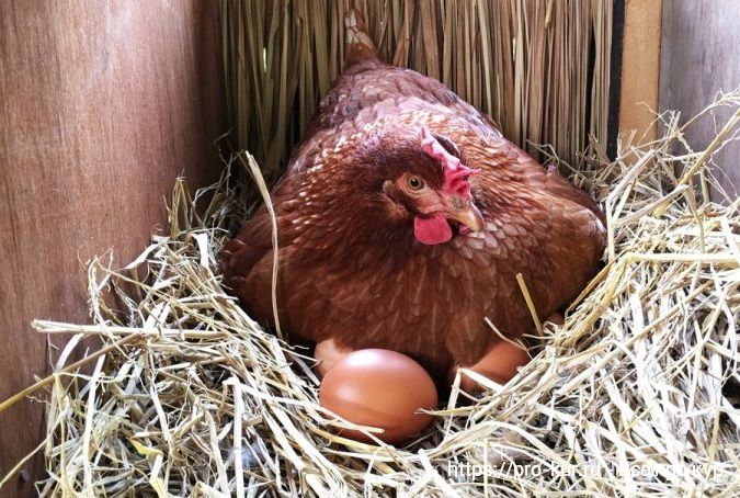 Наседка в гнезде на яйцах. 