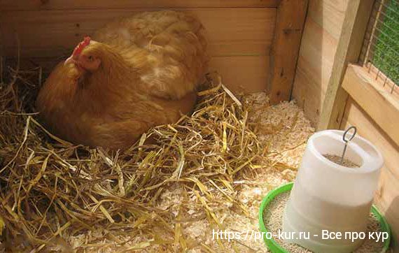 Как определить, курица села высиживать цыплят или заболела? 