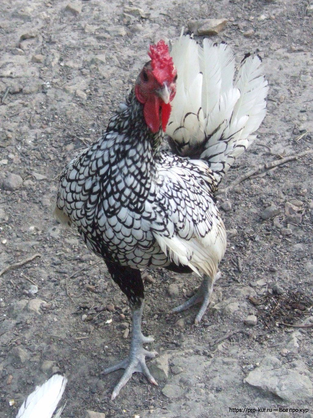 Chickens Seabright popis s fotografií dekorativního plemene.