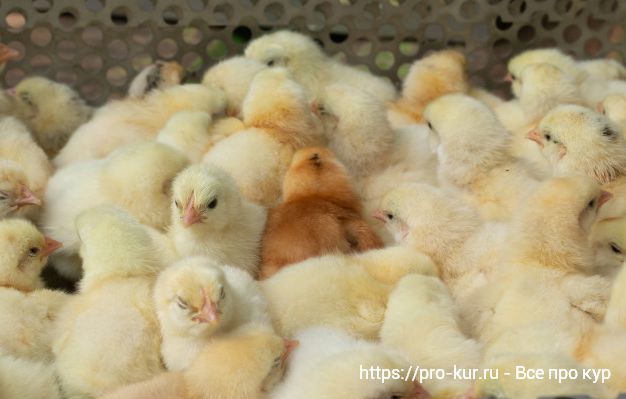 Кормление цыплят несушек с первых дней жизни в домашних условиях. 