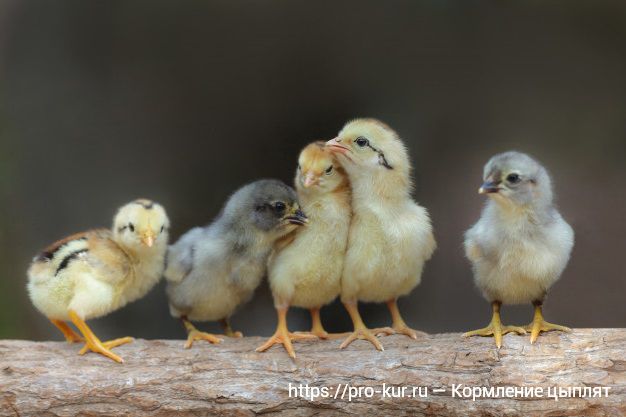 Кормление цыплят несушек с первых дней жизни в домашних условиях. 
