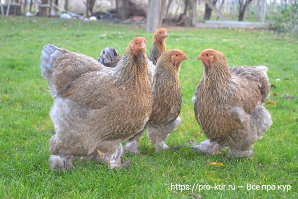 Куры брама изабелла фото и описание