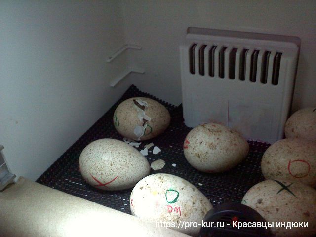 Инкубация индюшиных яиц и режим в домашних условиях. 