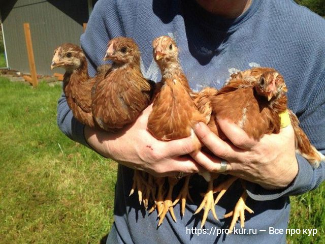 Как лечить сальмонеллез у домашних кур и цыплят? 