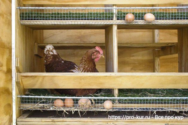 Курица несушка в гнезде с яйцесборником. 