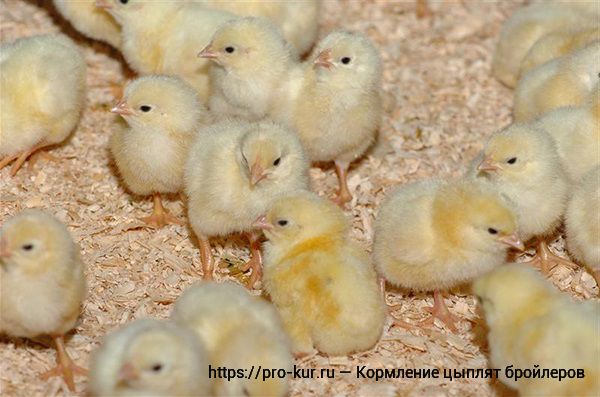 Кормление цыплят бройлеров с первых дней жизни в домашних условиях. 