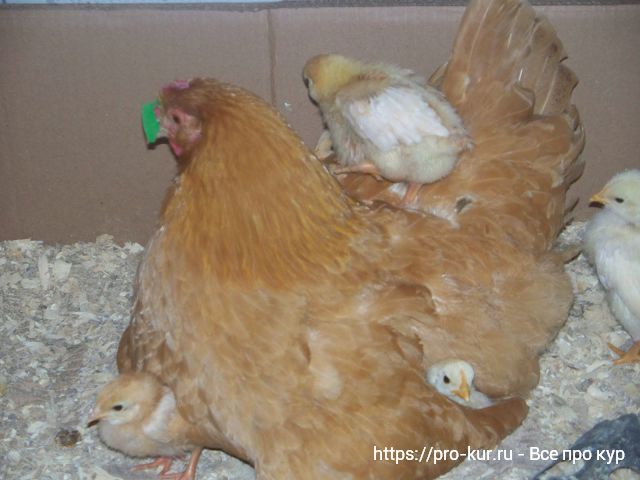 Курица клюет своих цыплят и выщипывает у них перья - что делать? 