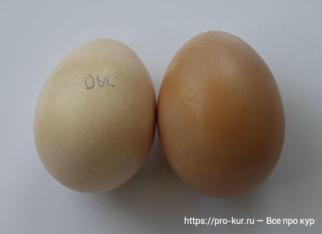 Яйца куры Корниш — описание с фото и видео, выращивание и уход. 