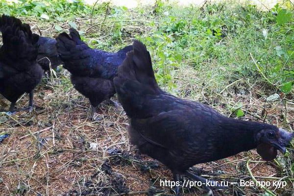 Куры Ухейилюй фото и описание породы с черным мясом. 