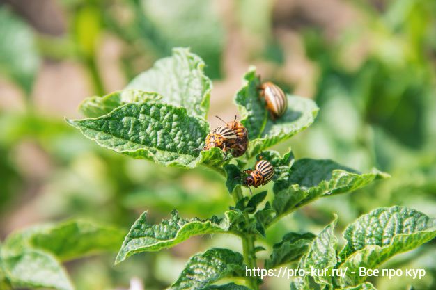 Колорадские жуки на картошке как бороться? 