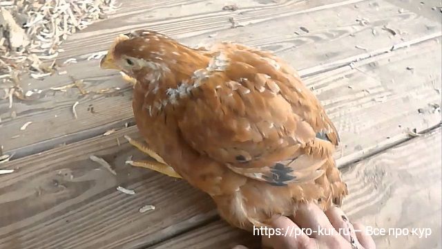 Цыплята падают на ноги причина и лечение в домашних условиях. 