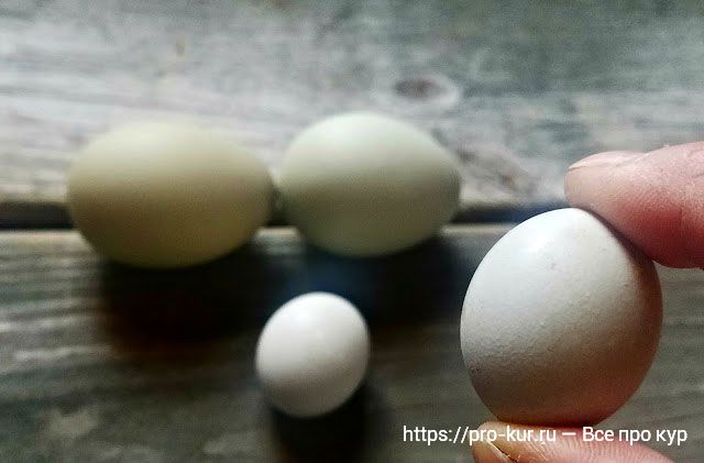Почему у кур несушек мелкие яйца и как исправить?