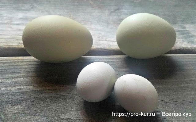 Почему у кур несушек мелкие яйца и как исправить?